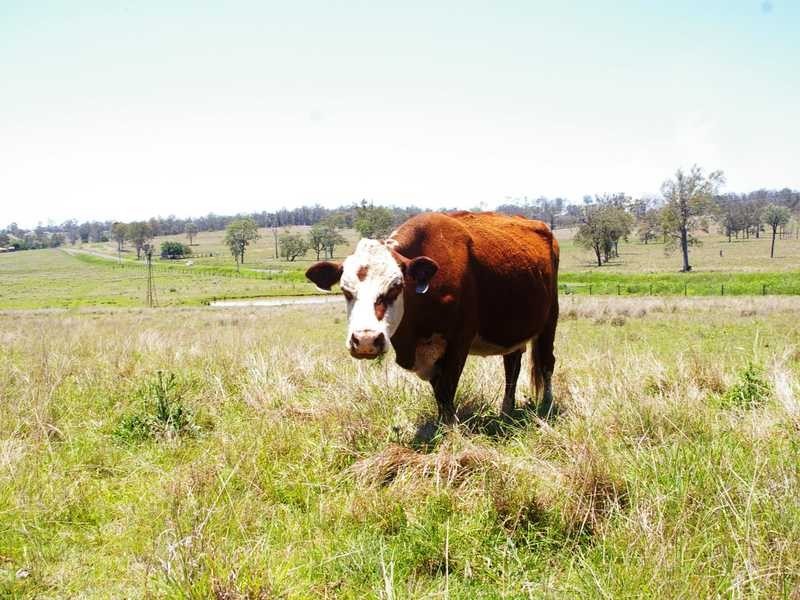 635 Munbilla Road, Munbilla QLD 4309