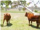 635 Munbilla Road, Munbilla QLD 4309