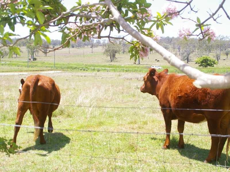 635 Munbilla Road, Munbilla QLD 4309