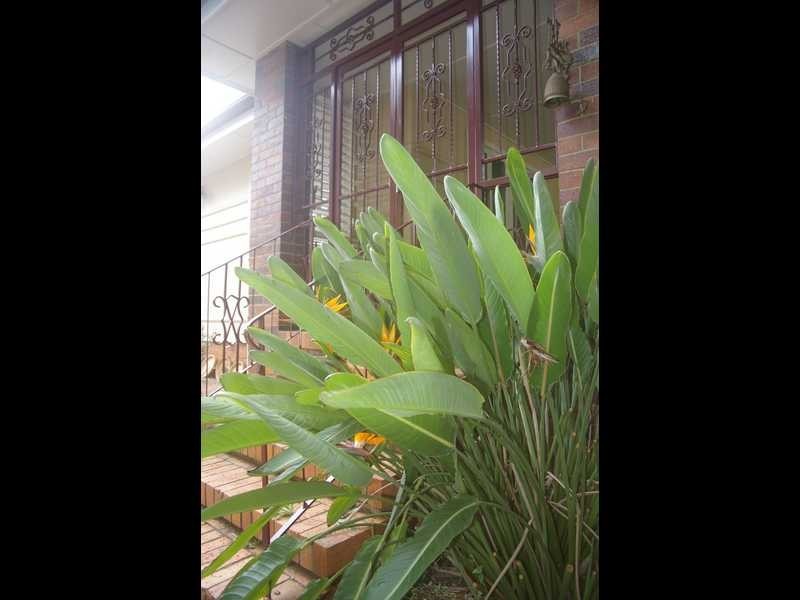 8 York Street, East Ipswich QLD 4305