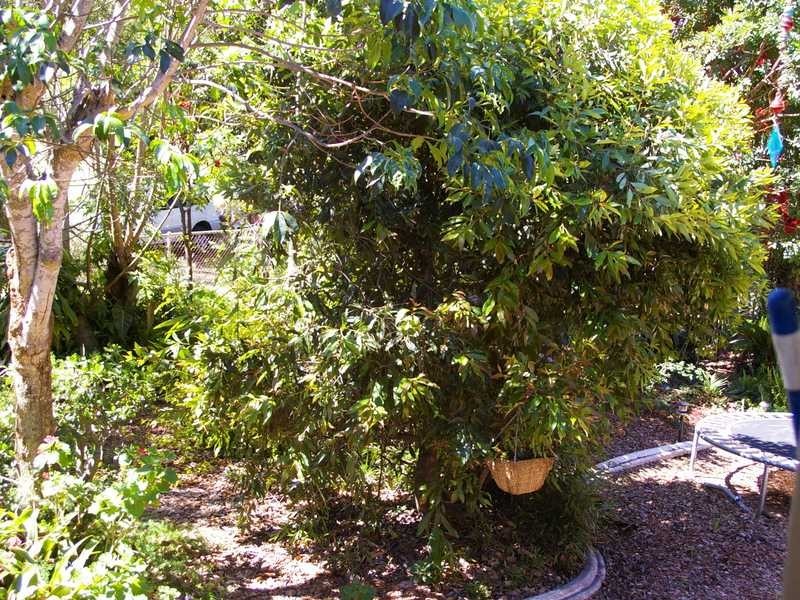 Pine Mountain QLD 4306