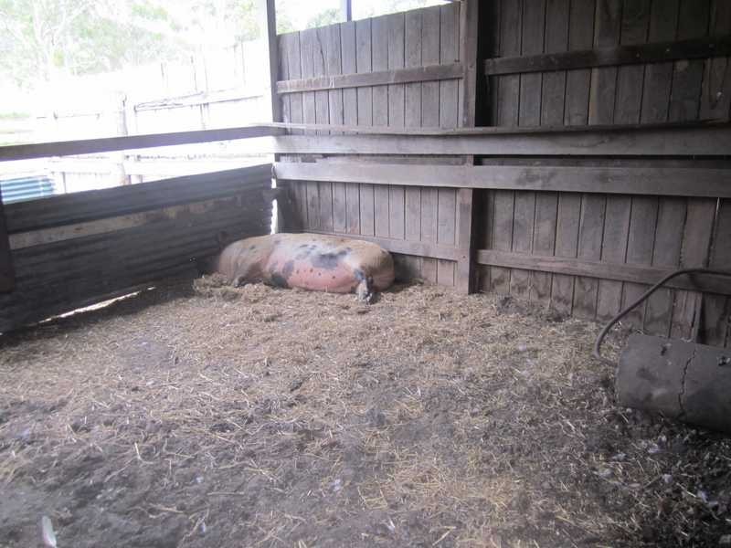 Pine Mountain QLD 4306