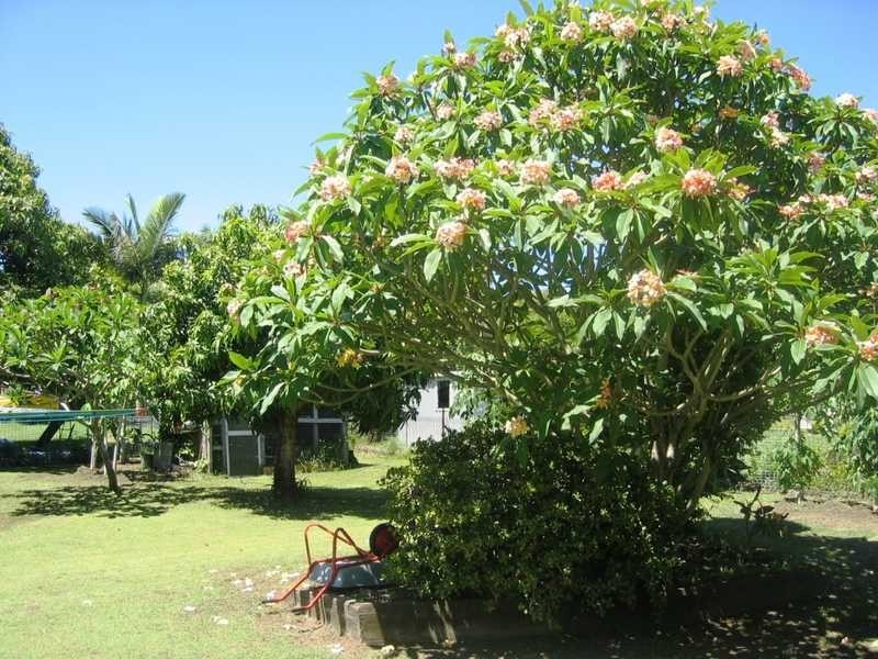 19 Bird Street, Bundamba QLD 4304