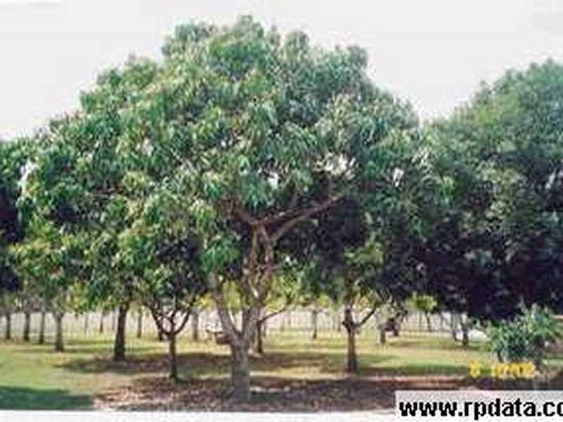 28 Evergreen Avenue, Loganlea QLD 4131