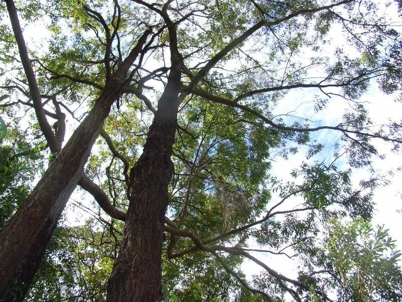 Ashby Heights NSW 2463