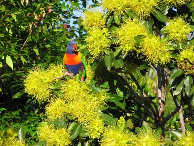 13 Young Street, Iluka NSW 2466