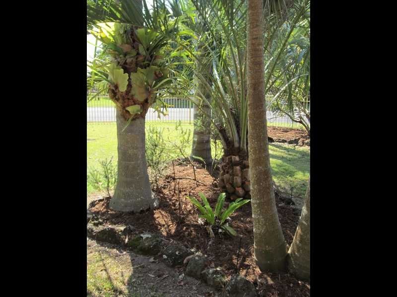 31 Acacia Circuit, Yamba NSW 2464