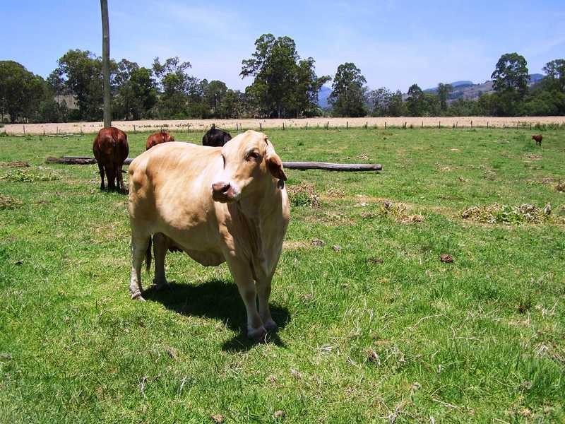 60 Ward Road, Beaudesert QLD 4285