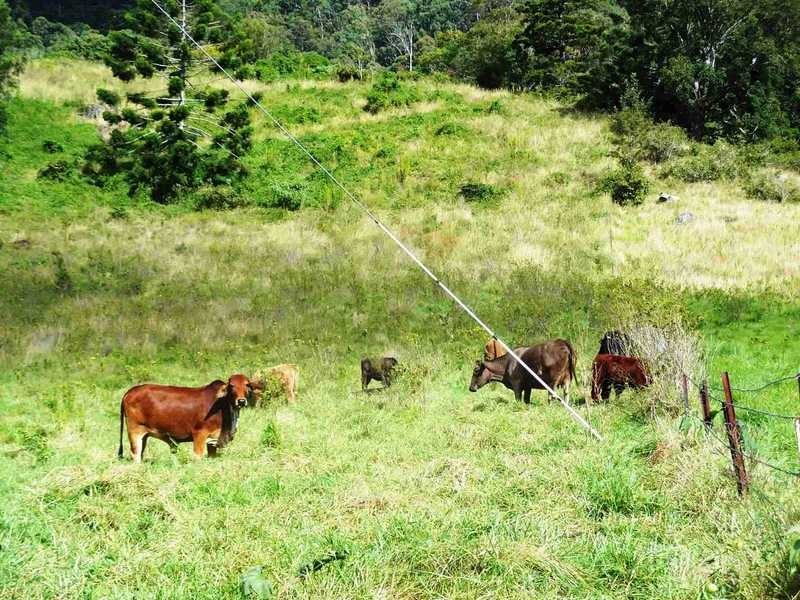 3196 Christmas Creek Road, Beaudesert QLD 4285