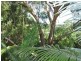 30 Domain Road, Currumbin QLD 4223