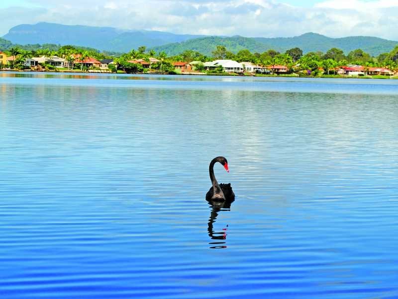 35 Angelica Street, Elanora QLD 4221