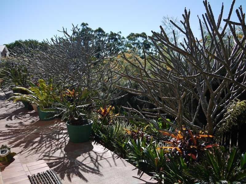 Elanora QLD 4221