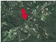 294 Trees Road, Tallebudgera QLD 4228