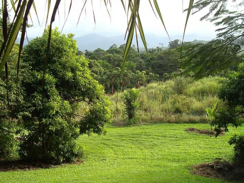 Stewart Creek Road, Daintree QLD 4873
