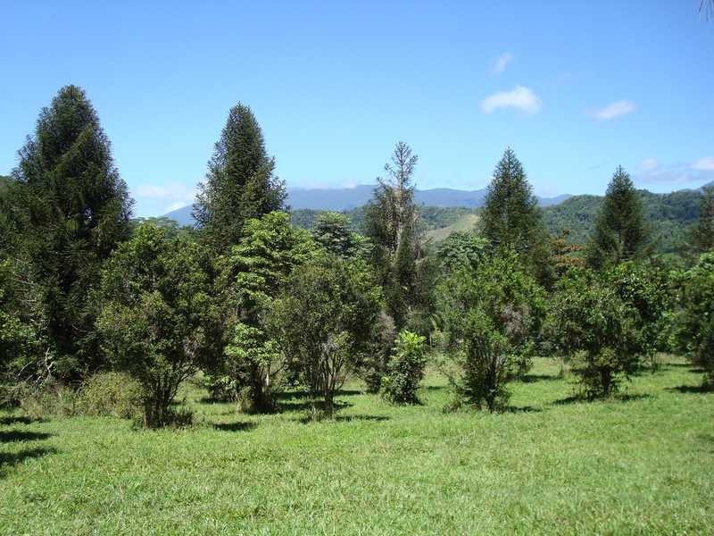 Stewart Creek Road, Daintree QLD 4873