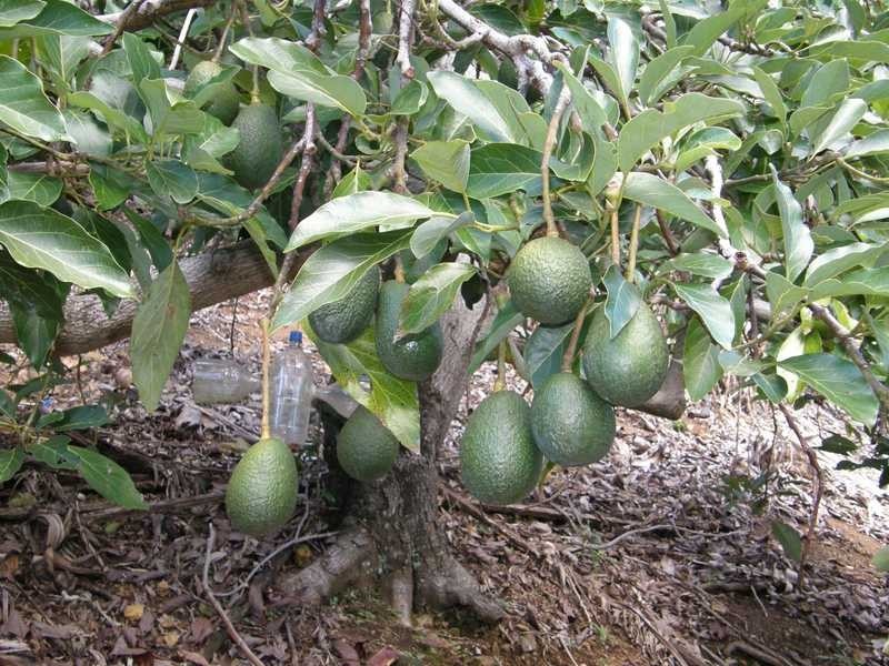 Lot 4 Bruxner Park Rd Korora, Coffs Harbour NSW 2450