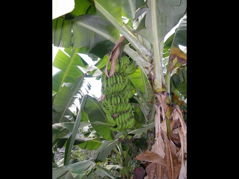 Lot 4 Bruxner Park Rd Korora, Coffs Harbour NSW 2450