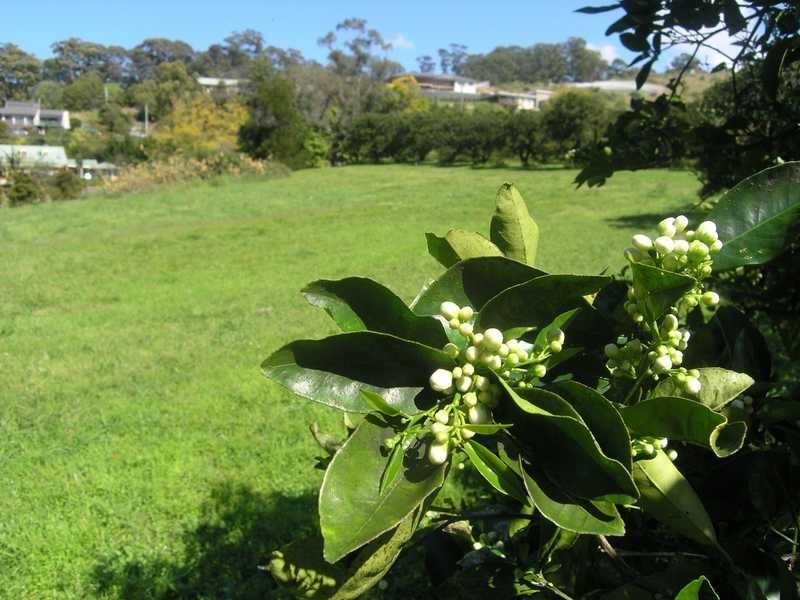 Lot 7 Jacklyn Close, Boambee NSW 2450