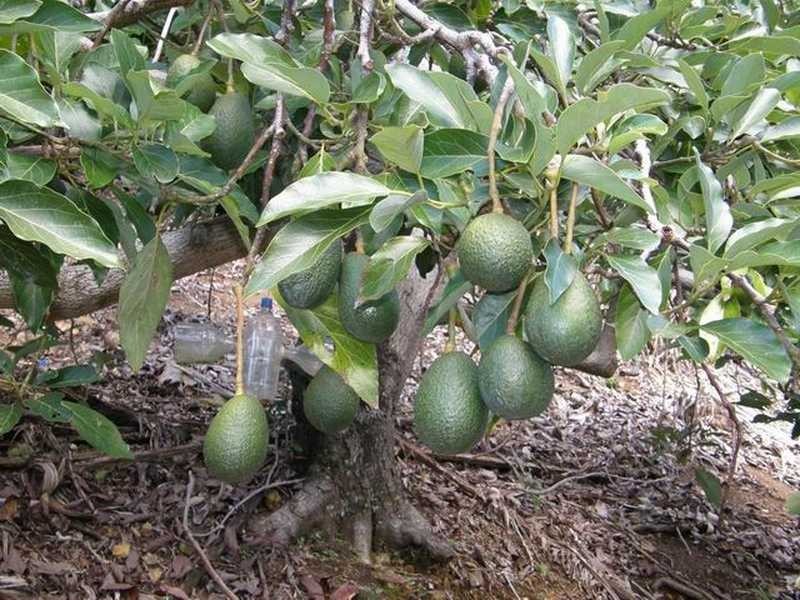 Lot 4 Bruxner Park Rd Korora, Coffs Harbour NSW 2450