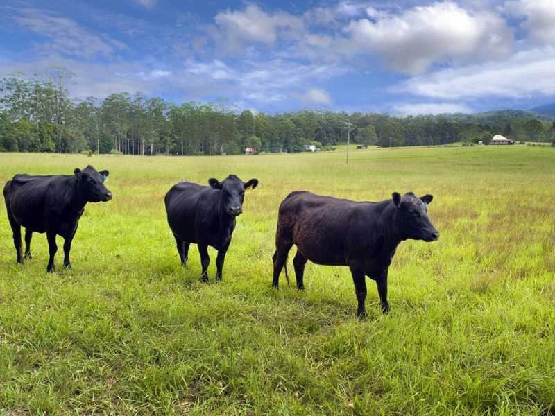 111-131 Central Bucca Road Bucca, Coffs Harbour NSW 2450