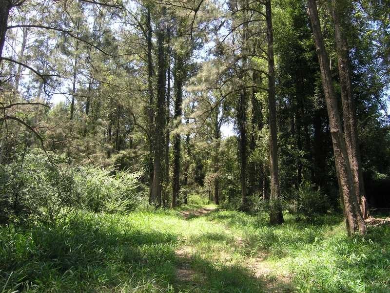 825 Tallawudjah Creek Road, Glenreagh NSW 2450