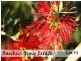 Part Lot 15  (2) Banksia Grove Estate, Port Macquarie NSW 2444