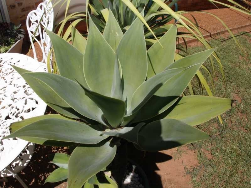 2 Plymouth Place, Port Macquarie NSW 2444