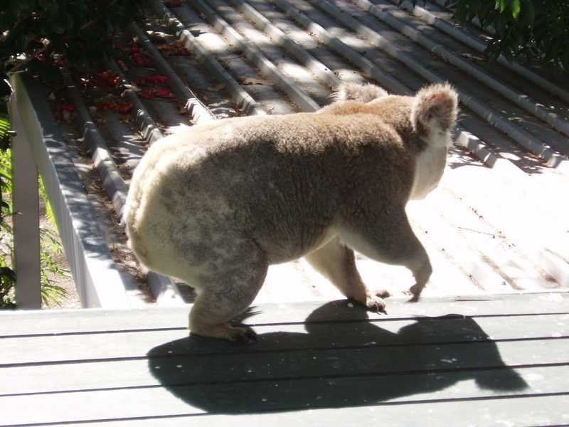 Port Macquarie NSW 2444