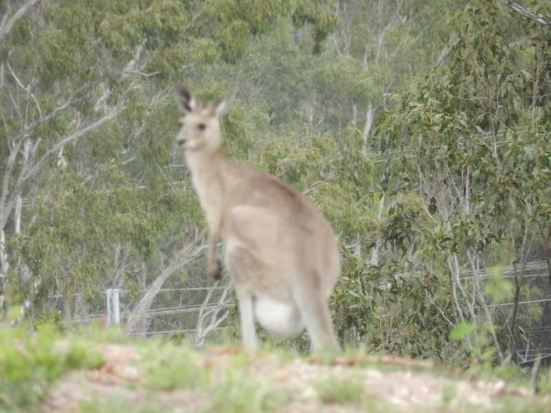 Lot/72 Baruby Boulevard, Benaraby QLD 4680