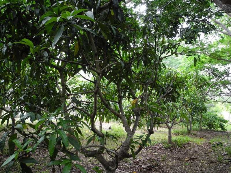 16 Selma Court, Tannum Sands QLD 4680