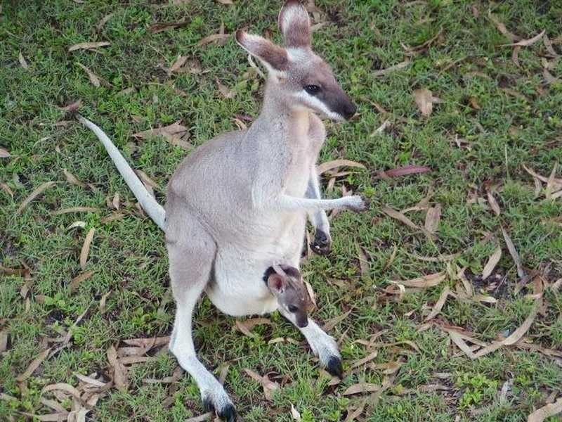 Lot 49 Quoin Island Street, Gladstone QLD 4680