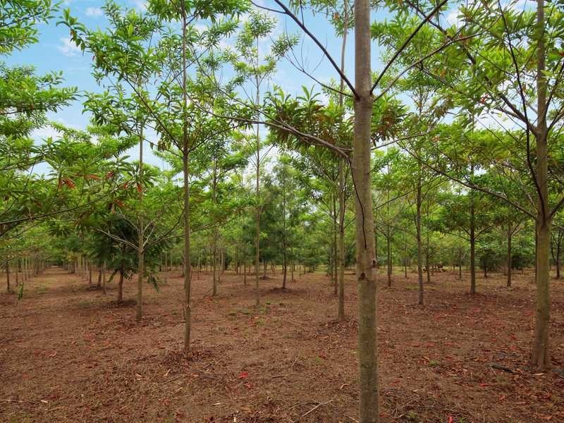 56 Collins Road, Yandina QLD 4561