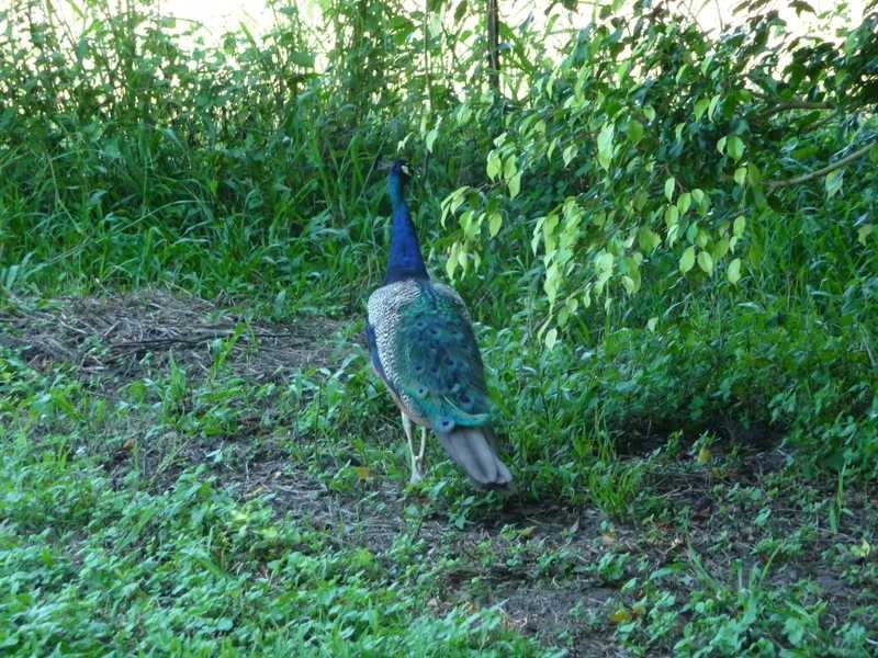 4 Hidden Valley Road, North Arm QLD 4561