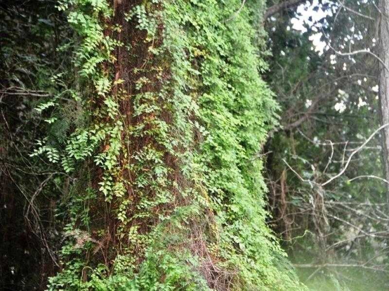 4 Hidden Valley Road, North Arm QLD 4561