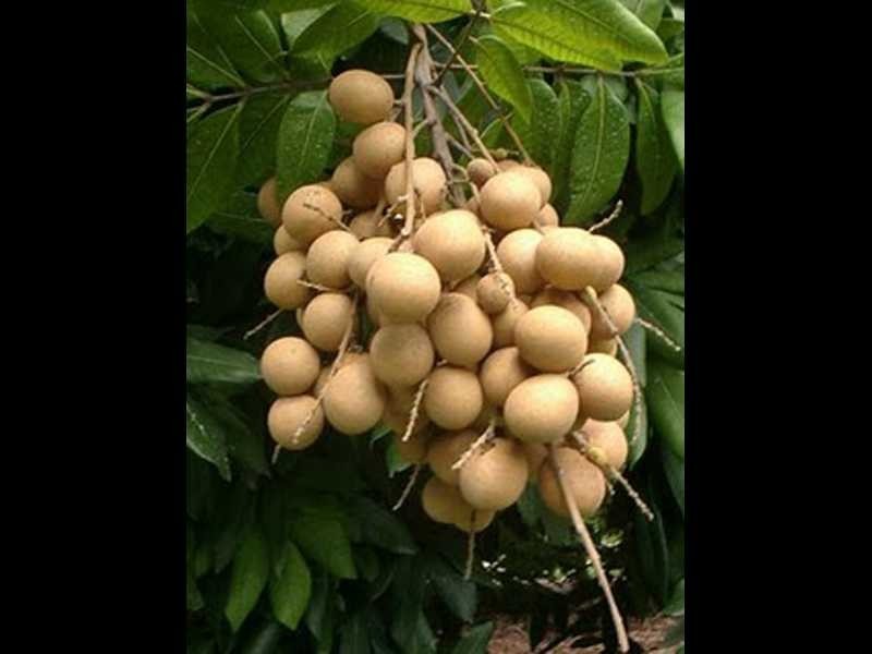 40 Roth Lane, Ninderry QLD 4561