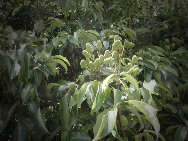 40 Roth Lane, Ninderry QLD 4561