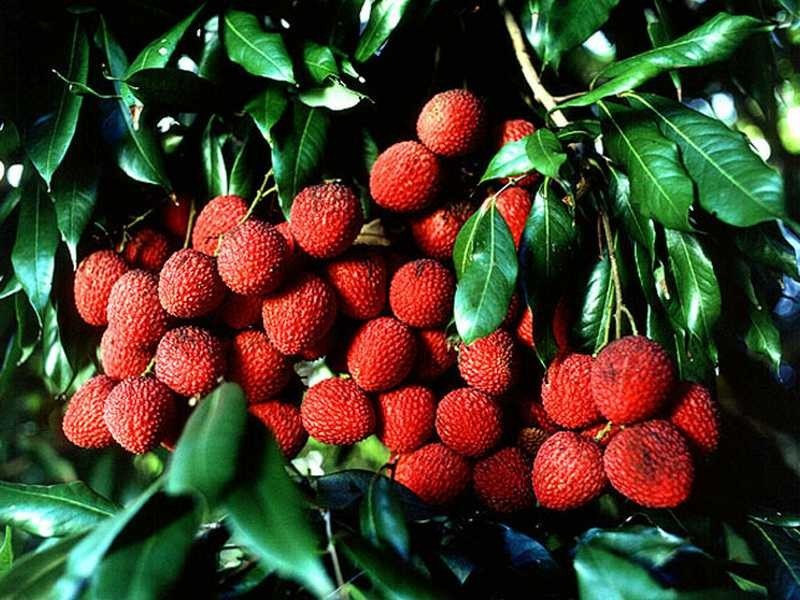 40 Roth Lane, Ninderry QLD 4561