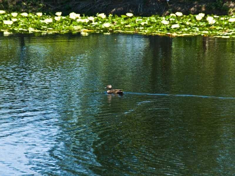 145-163 Dales Road, Chevallum QLD 4555