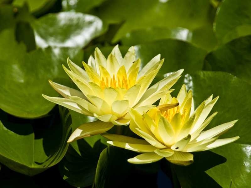 145-163 Dales Road, Chevallum QLD 4555