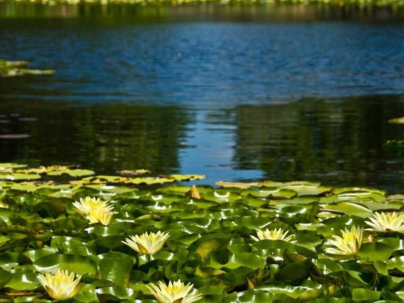 145-163 Dales Road, Chevallum QLD 4555