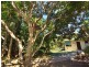 Diddillibah QLD 4559