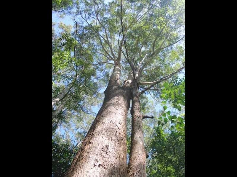 435 Kiel Mountain Road, Diddillibah QLD 4559