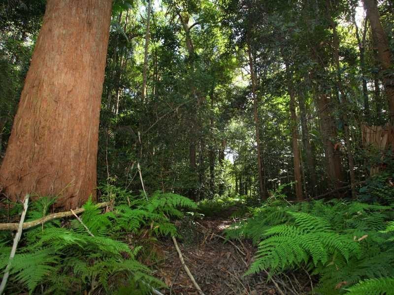 186 Diddillibah Road, Woombye QLD 4559