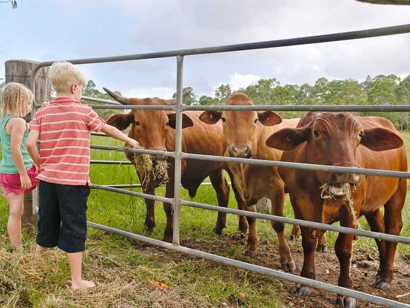 66 Espin Road, Bli Bli QLD 4560