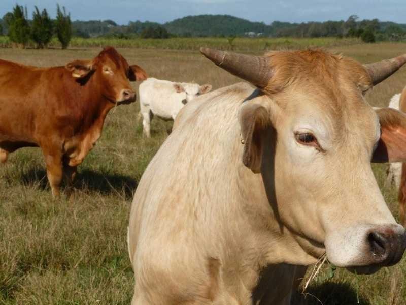 203 Yandina Bli Bli Road, Maroochy River QLD 4561