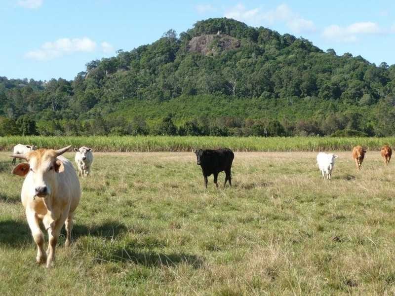 203 Yandina Bli Bli Road, Maroochy River QLD 4561