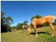 289-319 Dulong Road, Mapleton QLD 4560