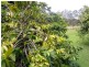 211 Delicia Road, Mapleton QLD 4560