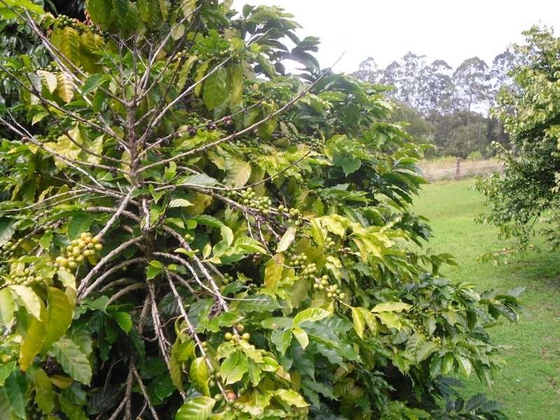 211 Delicia Road, Mapleton QLD 4560