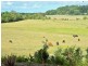 453 Bli Bli Road, Bli Bli QLD 4560